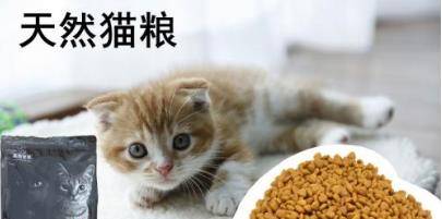 英短天然猫粮哪个牌子好，选猫粮要注意什么？