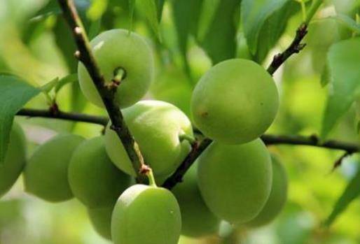 广州南沙有水果批发市场吗，怎么批发水果？
