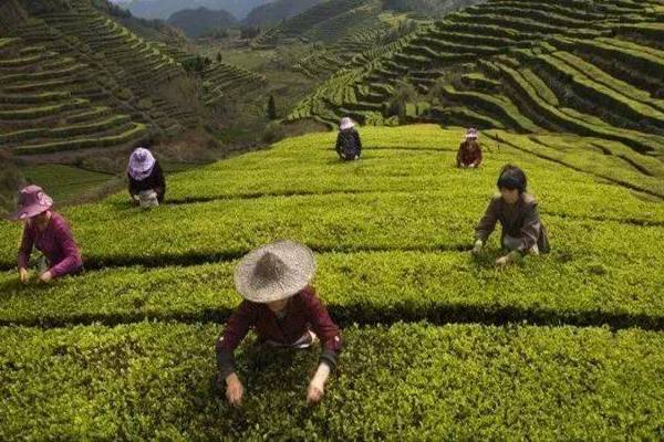 淘宝卖茶叶需要食品经营许可证吗？如何办理？